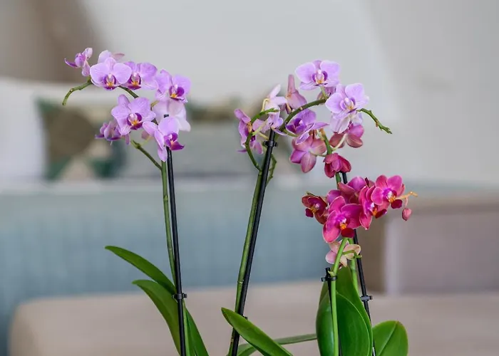 Esperanza Boathouses